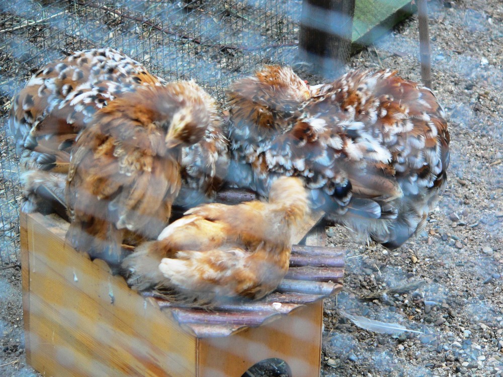 Munster09_2009-08-14 17-45-35.jpg