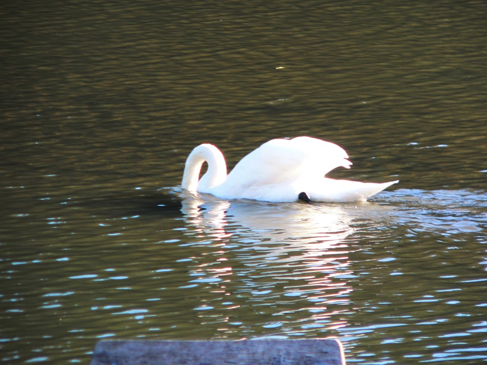 Diepental2010_2010-10-09 15-37-11.jpg