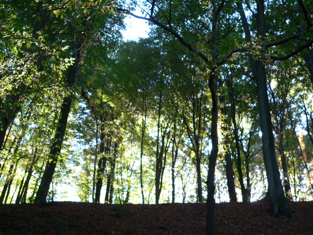 Diepental2010_2010-10-09 16-45-51.jpg