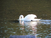 Thumbnail of Diepental2010_2010-10-09 15-37-11.jpg