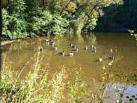 Thumbnail of Diepental2010_2010-10-09 16-20-43.jpg