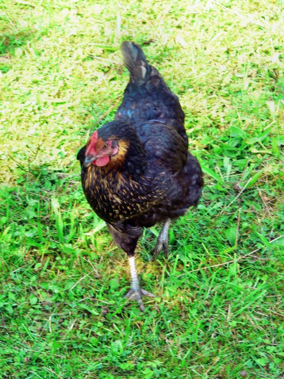 Wilnsdorf_2015-08-07 09-42-35.jpg