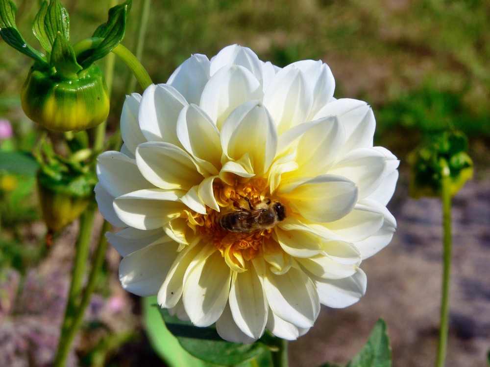 Wilnsdorf_2015-08-07 09-48-36.jpg