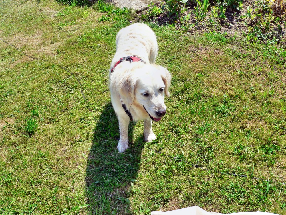 Wilnsdorf_2015-08-07 12-21-03.jpg