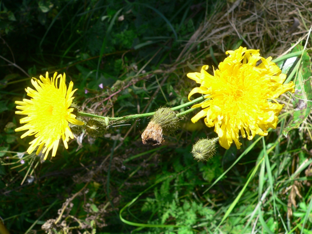 Kopie von MY Boekanier 37_2017-09-02 13-56-39.jpg