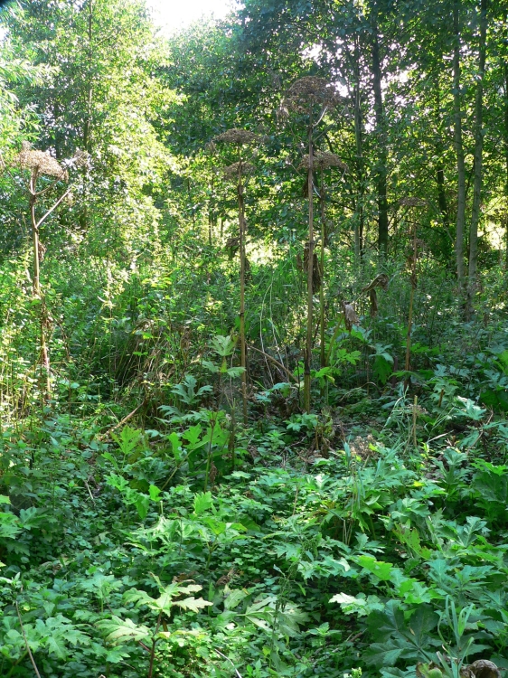 Kopie von MY Boekanier 37_2017-09-02 13-58-32.jpg