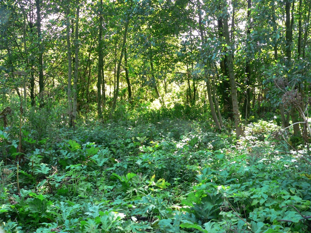 MY Boekanier 37_2017-09-02 13-57-48.jpg